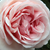 Roza - Nostalgična vrtnica - Aphrodite®